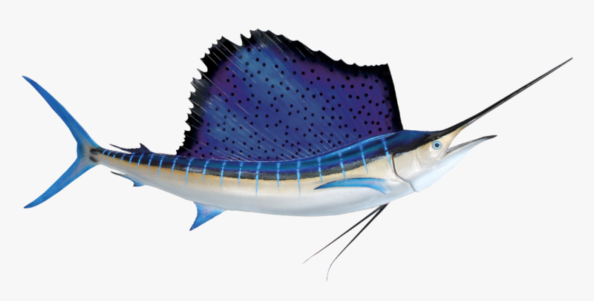 Show Me Pictures Of Sailfish, HD Png Download, Free Download