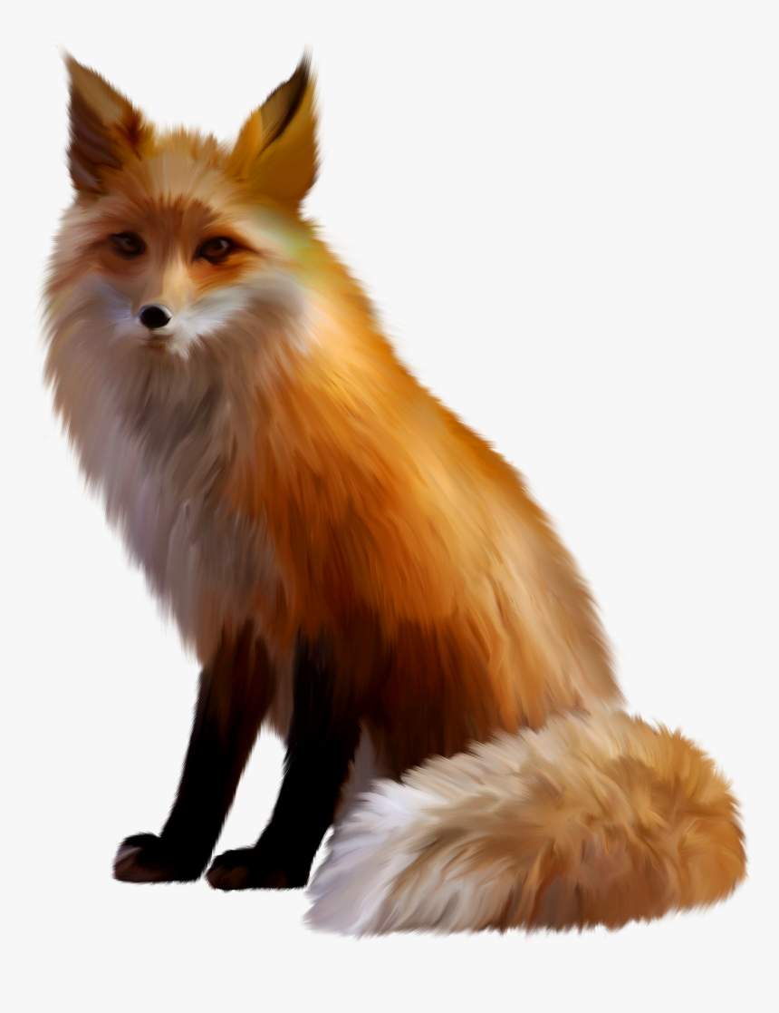 Cat German Spitz Fox Gray Wolf Ear - Fox Transparent, HD Png Download, Free Download