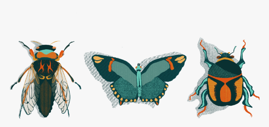 Bugspng - Papilio Machaon, Transparent Png, Free Download