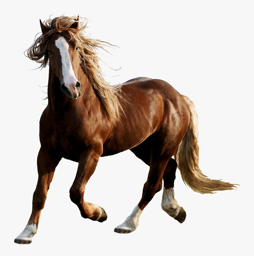 Beautiful Brown Beautiful Horses, HD Png Download, Free Download