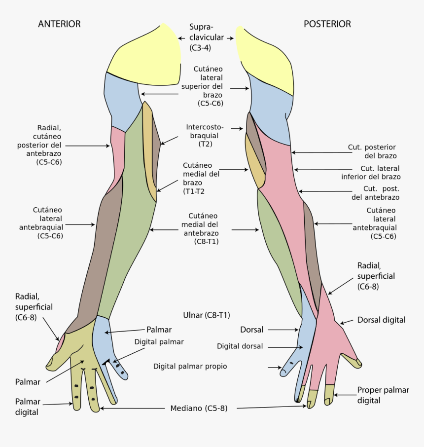 Cutaneous Innervation Of Upper Limb, HD Png Download, Free Download