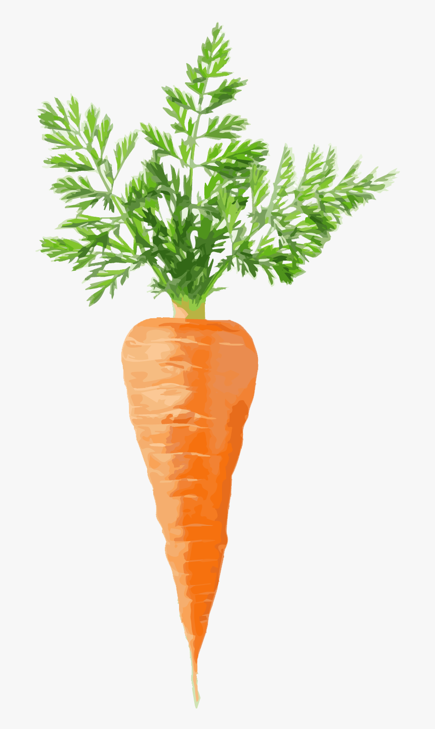 Carrot - Carrot Fruit, HD Png Download, Free Download