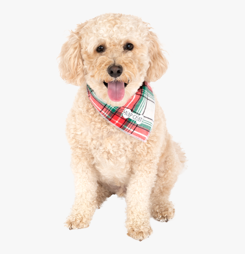 Labradoodle, HD Png Download, Free Download