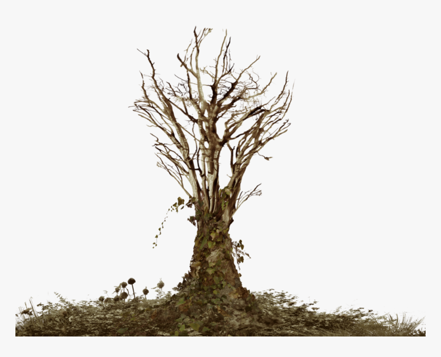 Dead Tree With Ivy Png Landsc - Dead Tree Png Transparent, Png Download, Free Download