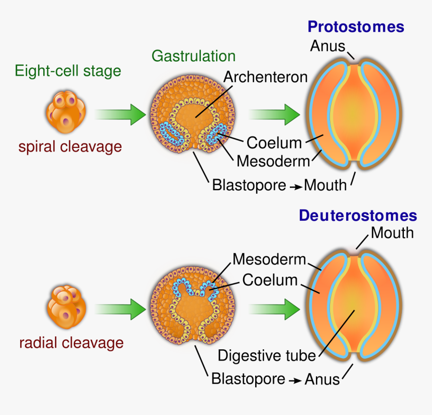 Protostomes Vs Deuterostomes, HD Png Download, Free Download