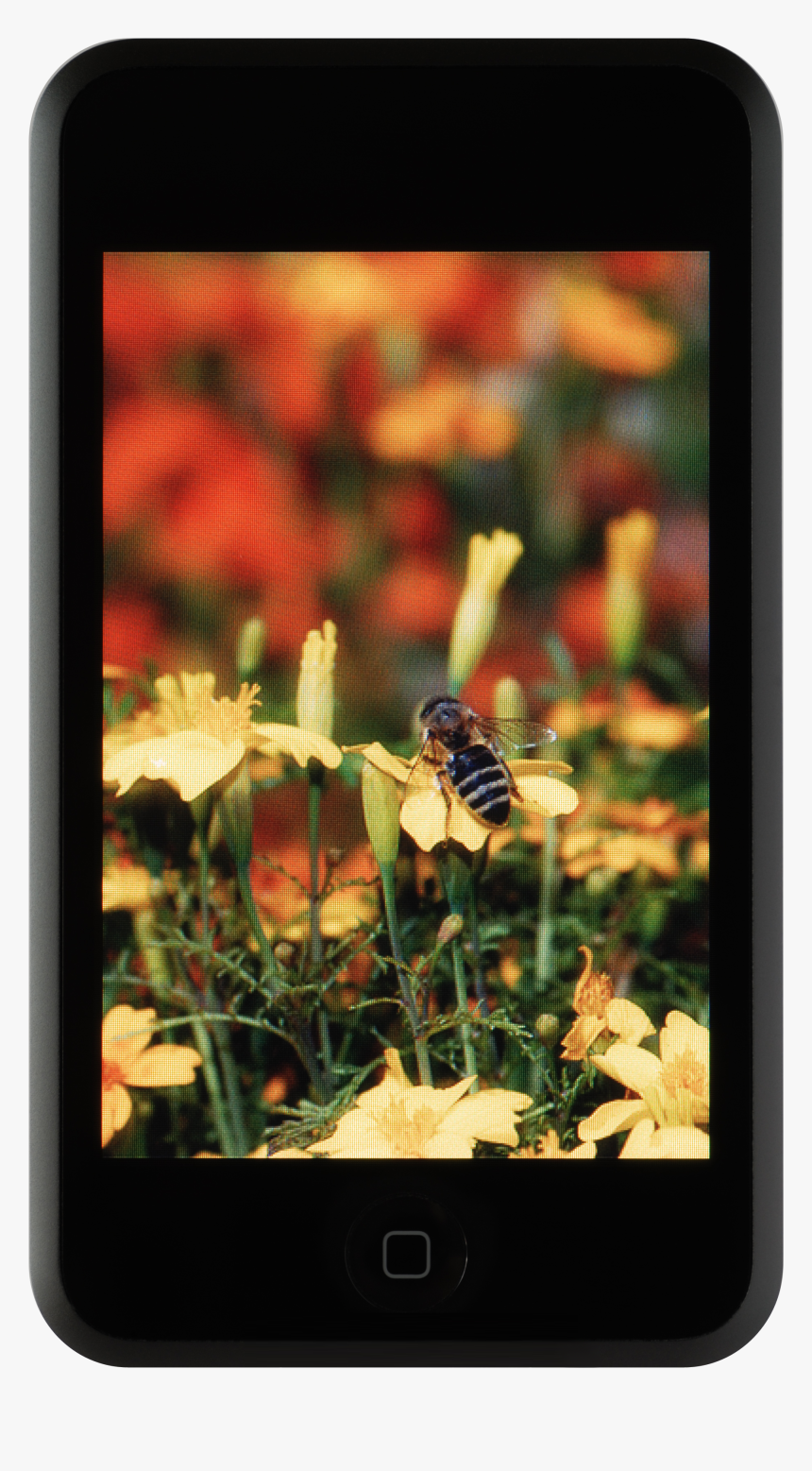 Ipod Touch Nobg - Tagetes Tenuifolia, HD Png Download, Free Download