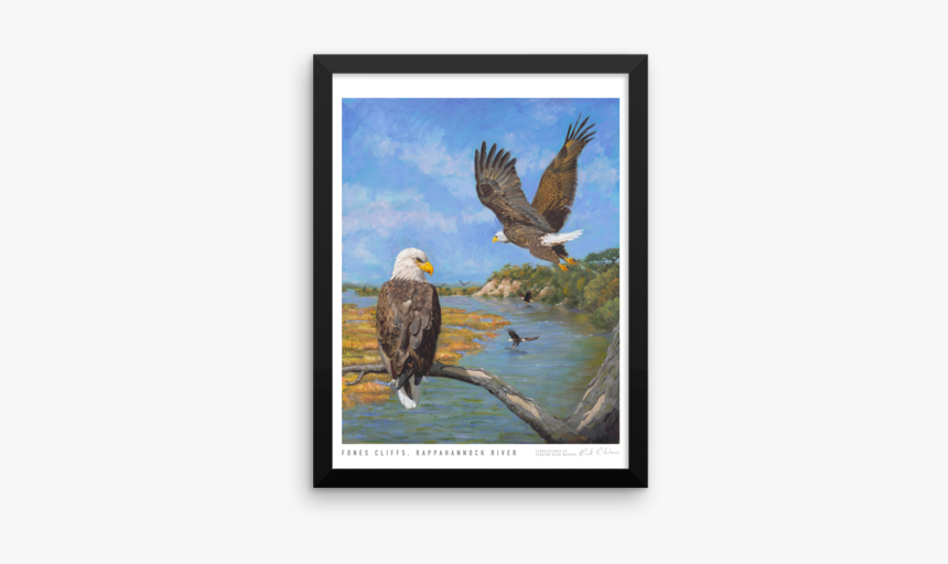 Bald Eagle, HD Png Download, Free Download