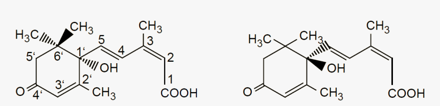 Estructura Química Aba - S Cis Abscisic Acid, HD Png Download, Free Download