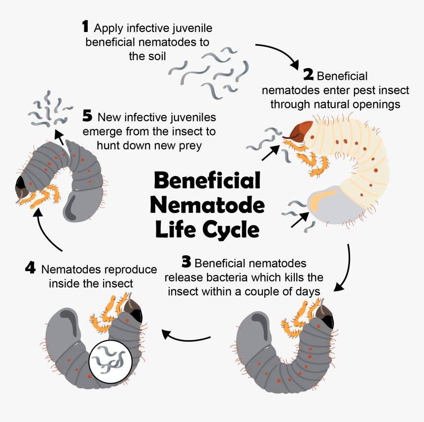 Nematode That Kills Grubs, HD Png Download, Free Download