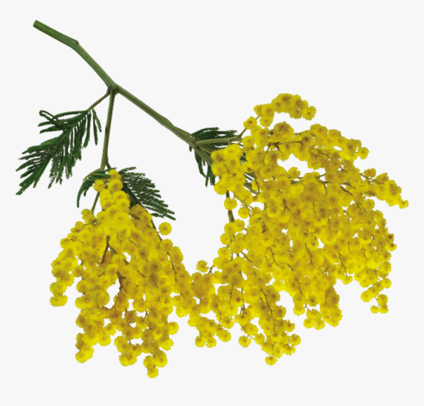 Thumb Image - Yellow Flower Branch Png, Transparent Png, Free Download