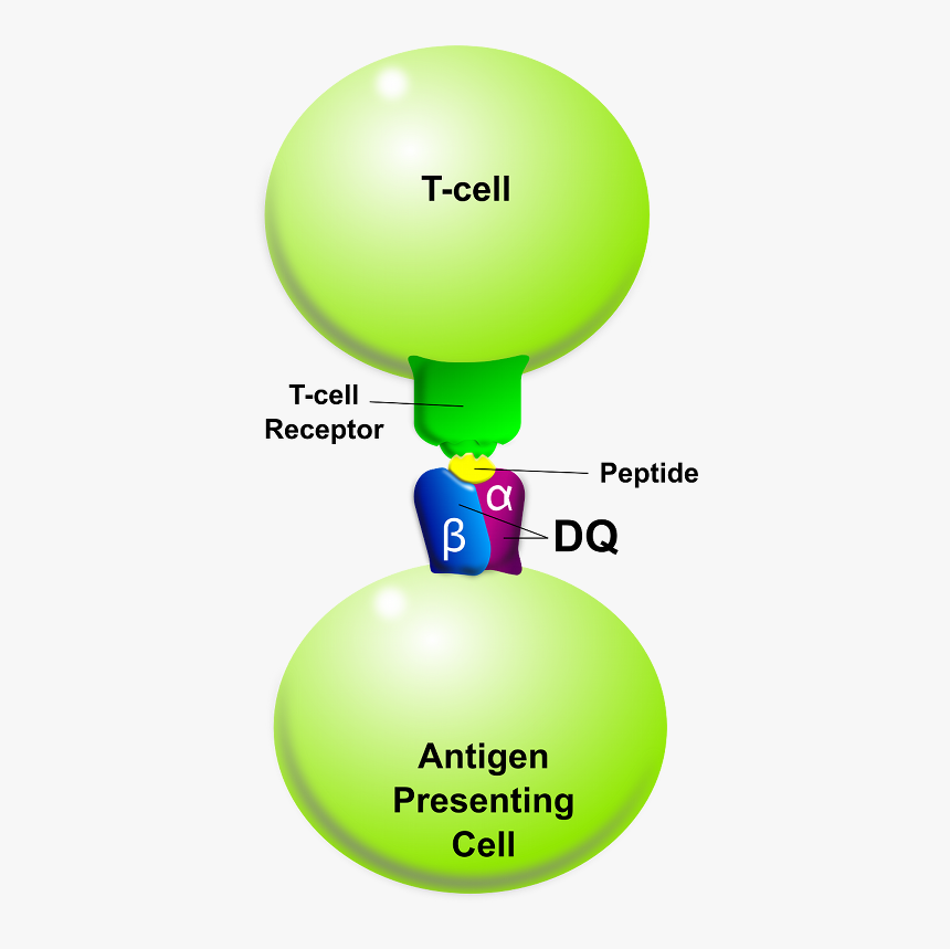 Tcell-apc Dq - Request A Quote Icon, HD Png Download, Free Download