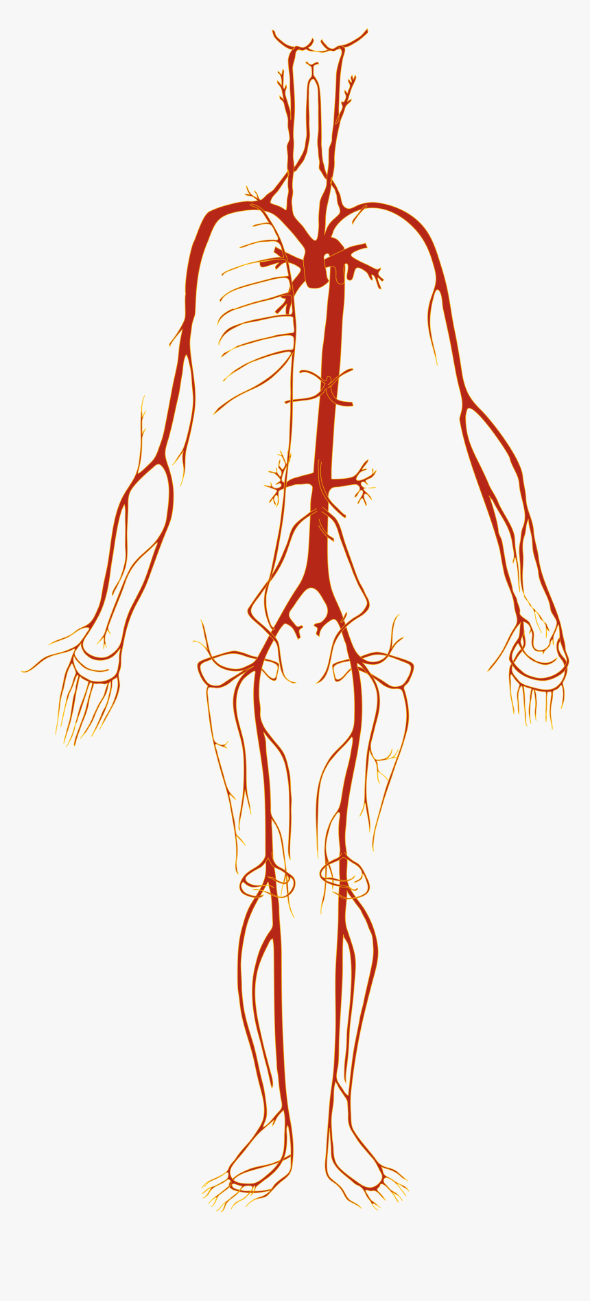 Simple Circulatory System Cartoon, HD Png Download, Free Download