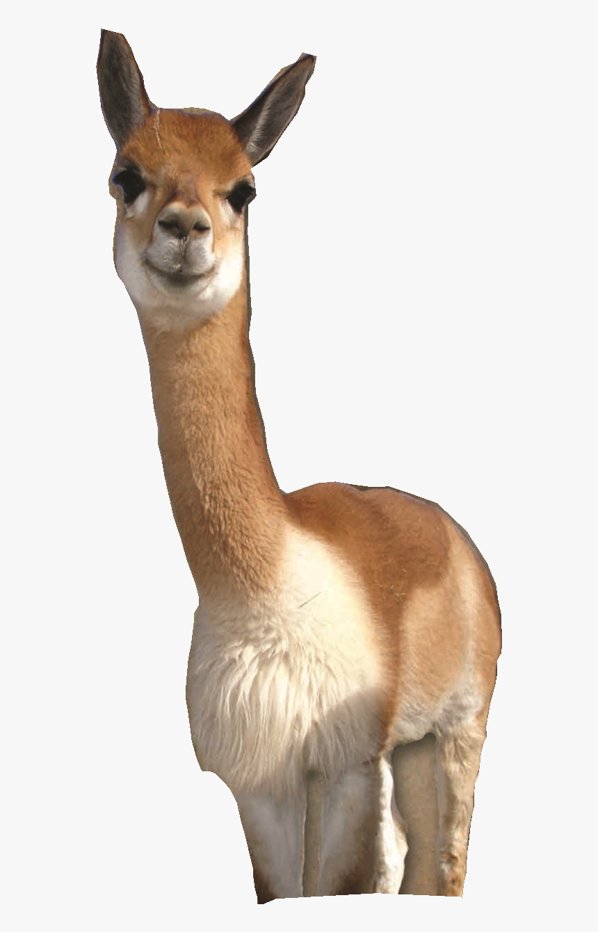 Follow Me On Facebook - Vicuña Png, Transparent Png, Free Download