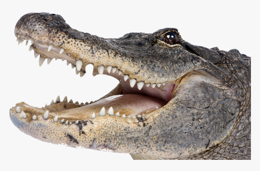 Crocodile Png - Alligator Png, Transparent Png, Free Download