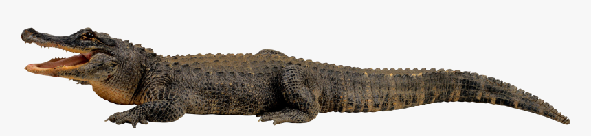 Nile Crocodile Alligator Clip Art - Crocodile Transparent, HD Png Download, Free Download