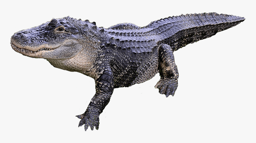 Download Alligator Png Transparent Image - Alligator Transparent Background, Png Download, Free Download