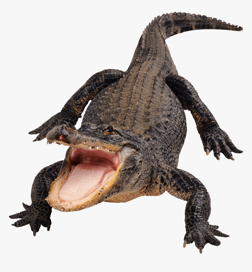 Crocodile Front - Alligator Png, Transparent Png, Free Download