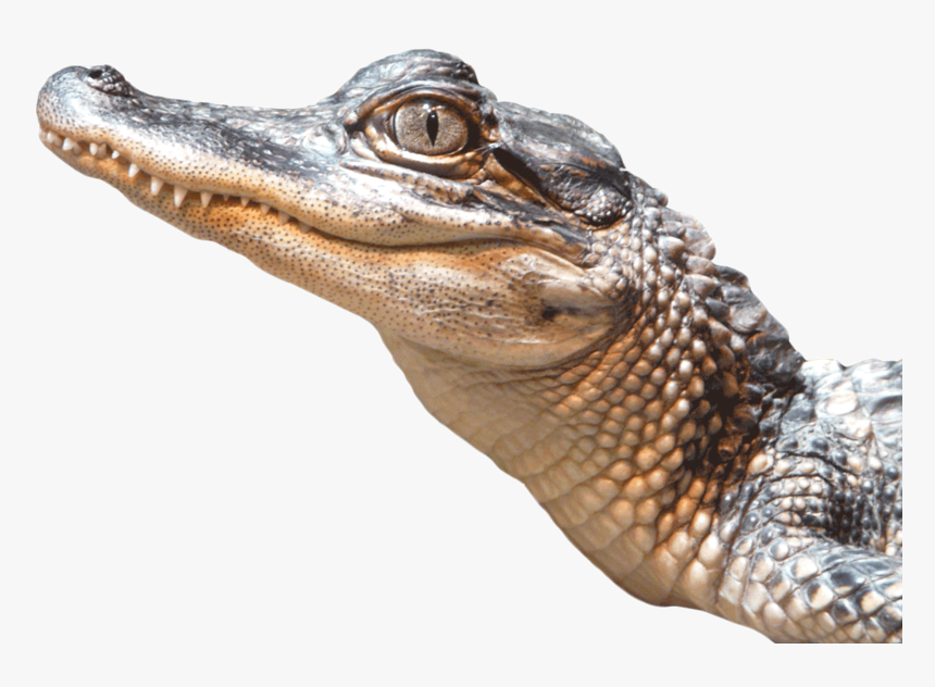 Alligator Png, Transparent Png, Free Download