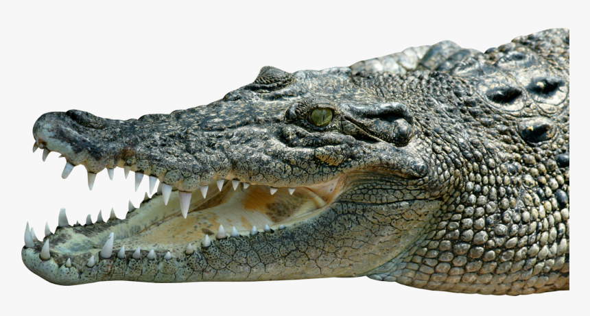 Crocodile Png Image - Picsart Png Magarmach Background, Transparent Png, Free Download