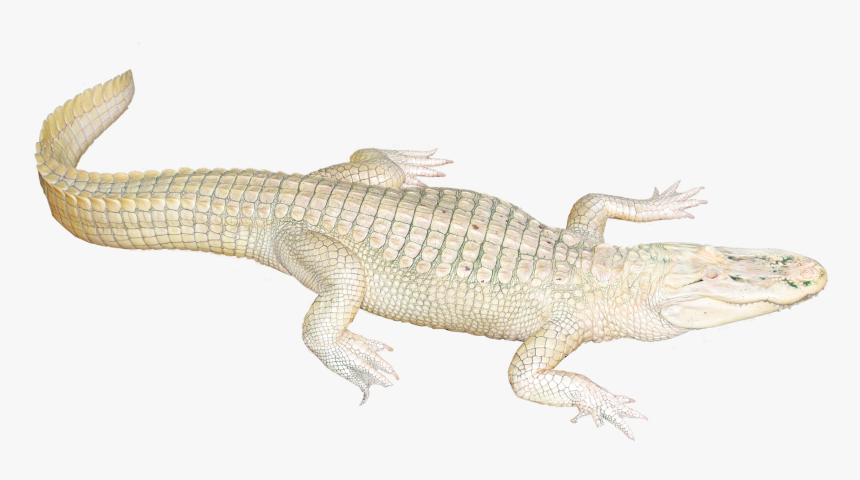 White Crocodile Png Image - White Crocodile Transparent Png, Png Download, Free Download