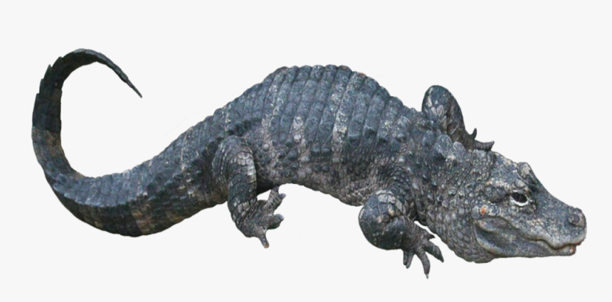 Transparent Alligator - Chinese Alligator Png, Png Download, Free Download