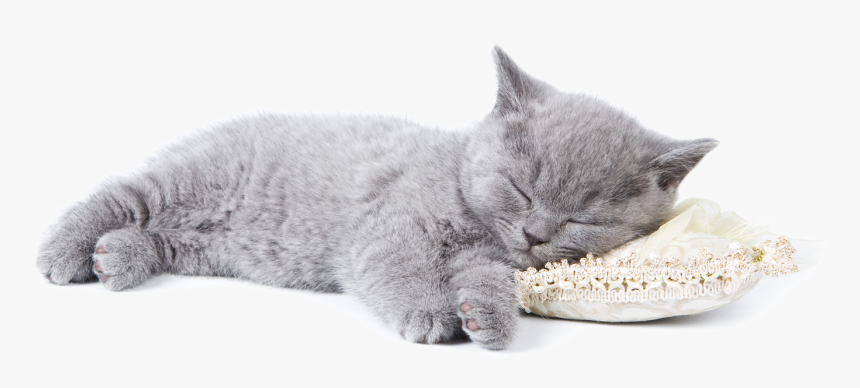 Sleeping Kitten - Daylight Savings Fall Back Cat, HD Png Download, Free Download