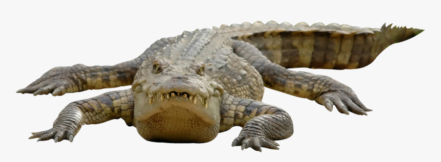 Crocodile Chinese Alligator Alligators - Crocodile Transparent Background, HD Png Download, Free Download