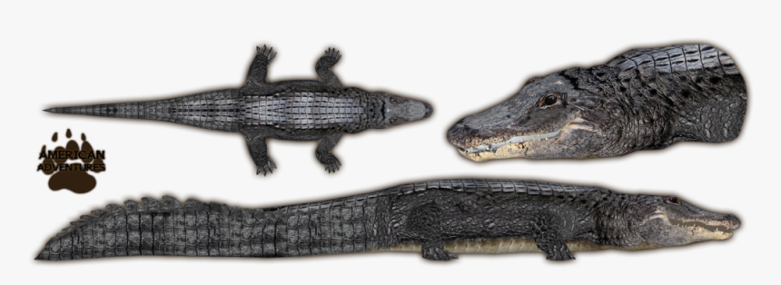 Alligator Png Free Download - Nile Crocodile, Transparent Png, Free Download