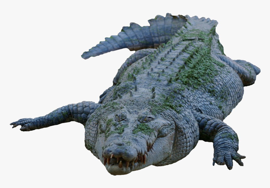 Tiger Png Transparent Image - Crocodile Transparent, Png Download, Free Download