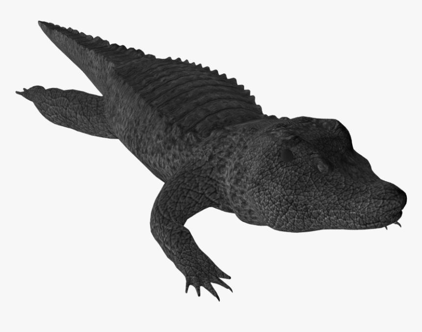 Png Free Download Crocodile Clipart Small Alligator - Nile Crocodile, Transparent Png, Free Download