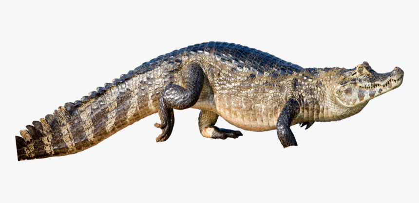 Transparent Alligator Png - American Crocodile, Png Download, Free Download