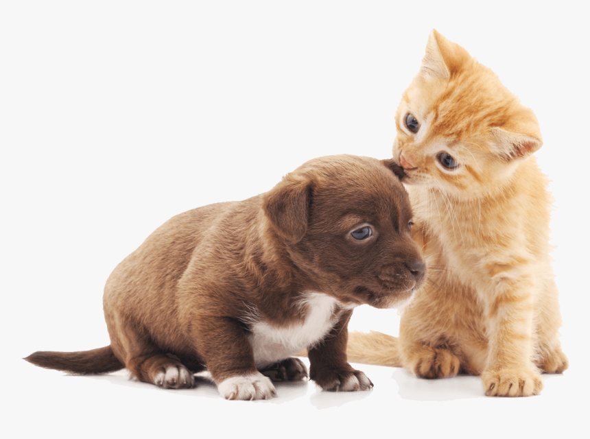 Puppy And Kitten - Happy Kitten And Puppy, HD Png Download, Free Download