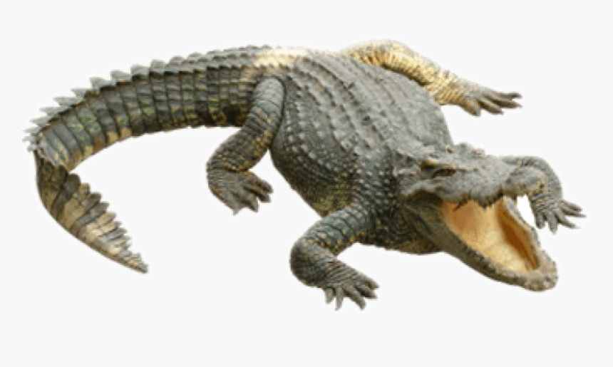 Transparent Alligator High Resolution - Crocodile .png, Png Download, Free Download