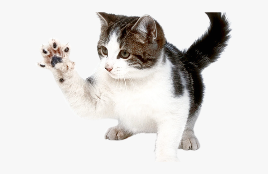 Kitten Png Transparent Images - Cat Png, Png Download, Free Download