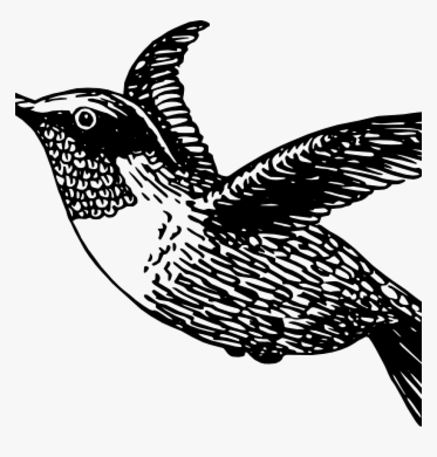 Hummingbird Clipart Thank You Clipart - Hummingbird Png Black And White, Transparent Png, Free Download