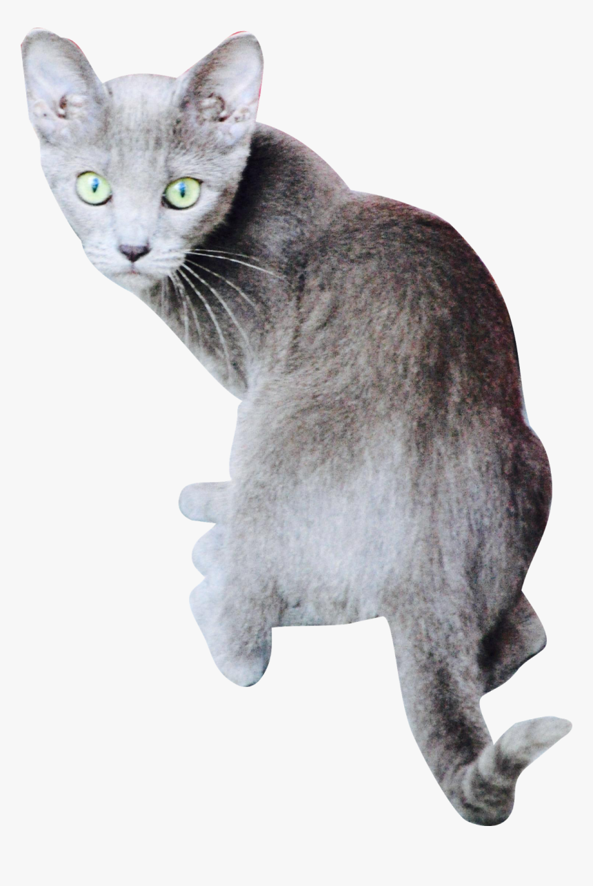 Cat Looking Backwards, HD Png Download, Free Download