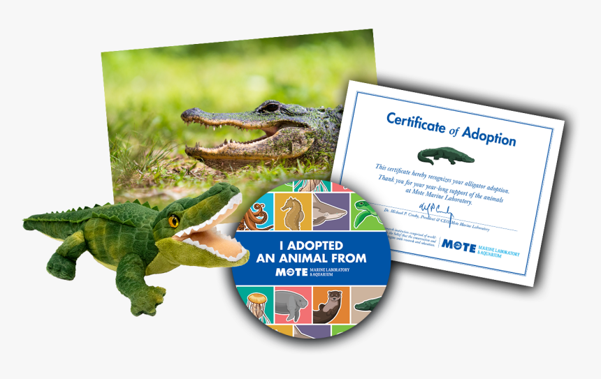 Items Included In Buddy Package - Mote Aquarium Rose Alligator, HD Png Download, Free Download
