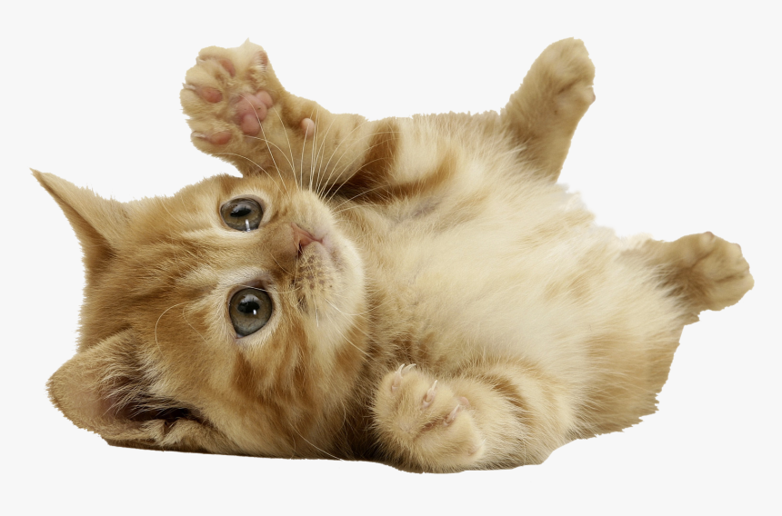 Cute Cat Transparent Background, HD Png Download, Free Download