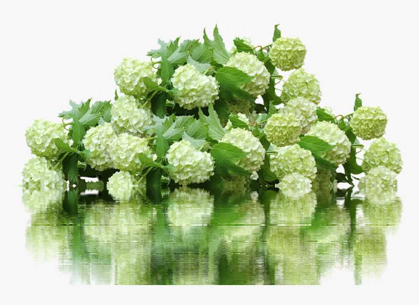 Hydrangea Bush Png - Hydrangea Png, Transparent Png, Free Download