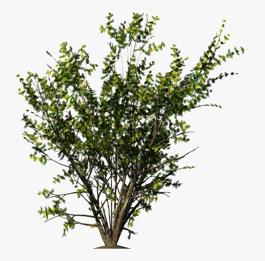 Bushes Png Download - Shrubs Png, Transparent Png, Free Download