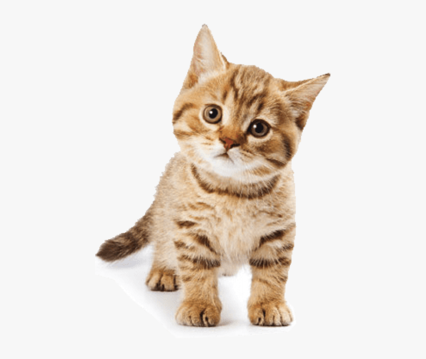 Cute Cat Png - Cat Images Hd Png, Transparent Png, Free Download