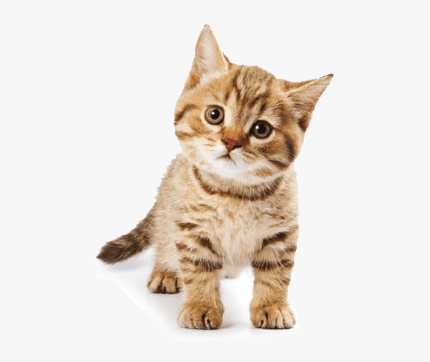 Cute Cat  Png  Cat  Images Hd  Png  Transparent Png  kindpng