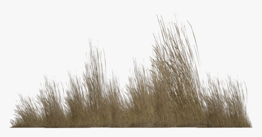 Desert Bush Png - Transparent Brown Grass Png, Png Download, Free Download