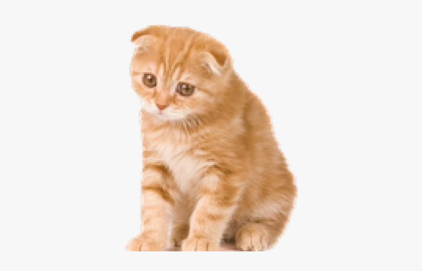 Kitten Png Transparent Images - Scottish Fold Kitten Orange, Png Download, Free Download