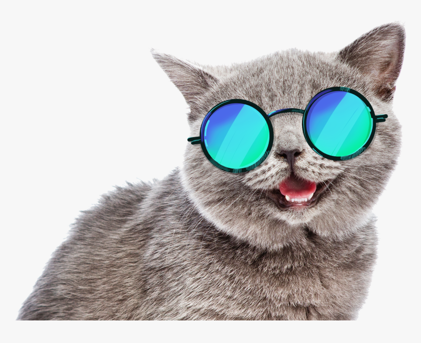 Summer Cat Meme , Png Download - Summer Cat Png, Transparent Png, Free Download