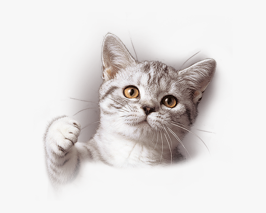 Рисунок кот вискас
