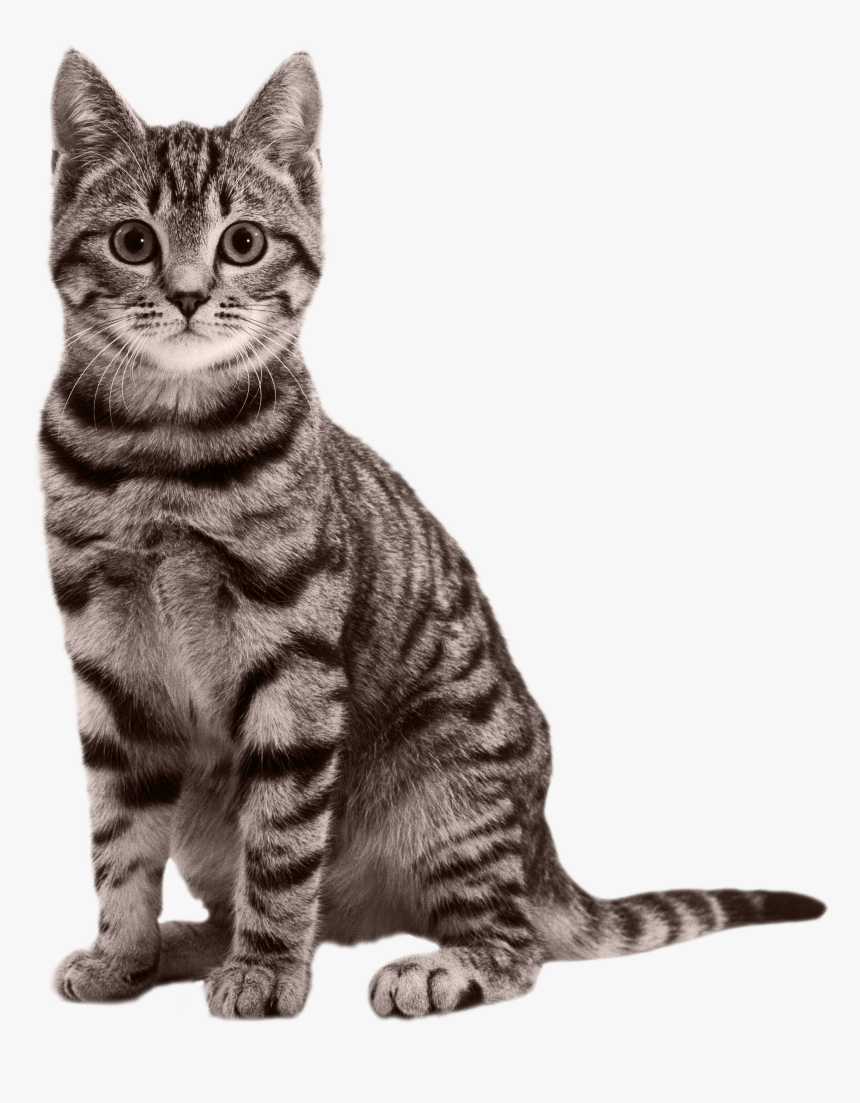 Cats Png Free Images, Download - Transparent Cat Png, Png Download, Free Download