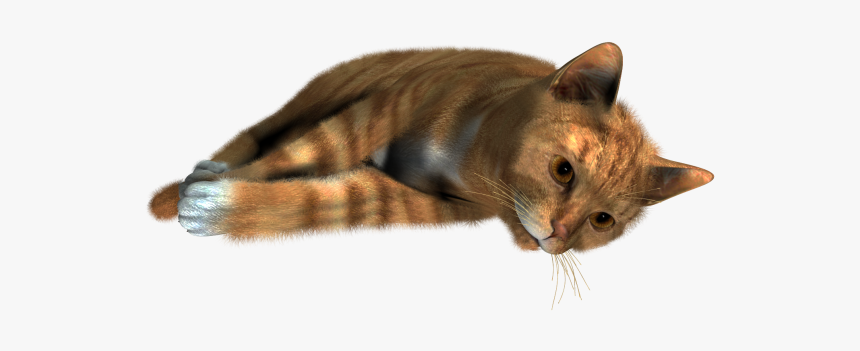 Cute Cat Sleeping Png - Transparent Background Cat Png Transparent, Png Download, Free Download