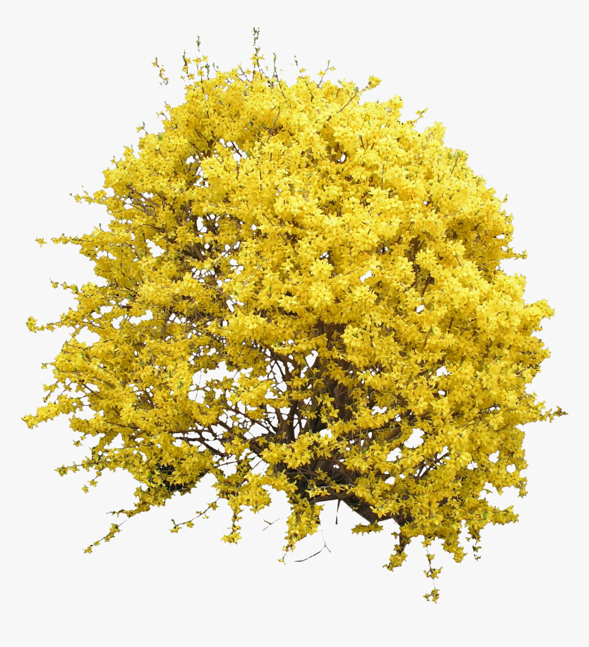 Flower Bush Png - Yellow Bush Png, Transparent Png, Free Download