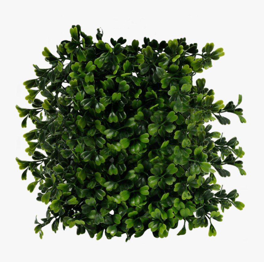 Bushes Png Images Free Download, Bush Png - Plant Png Top View, Transparent Png, Free Download